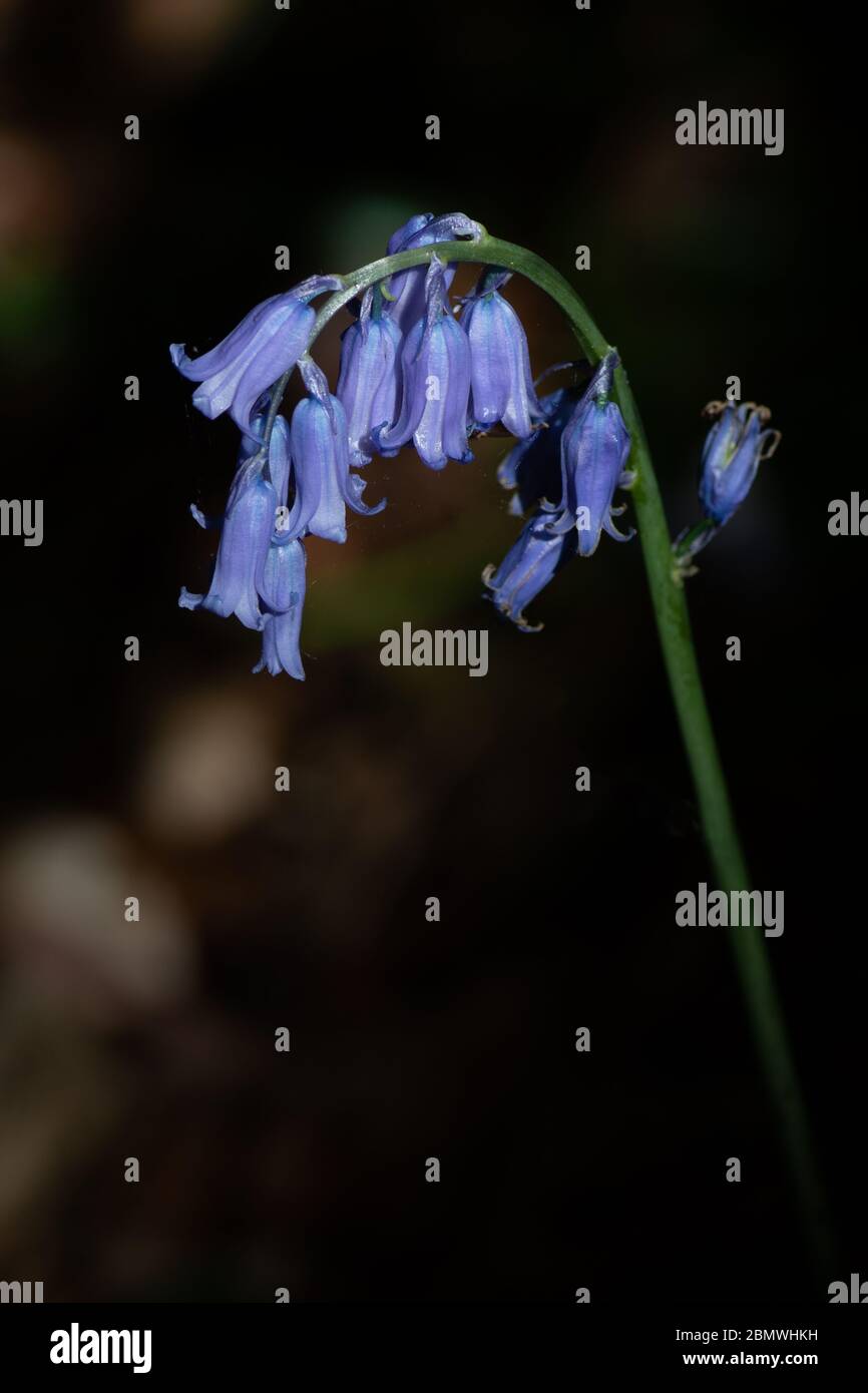 Bluebells illuminato da un albero di luce del sole attraverso il bosco Foto Stock