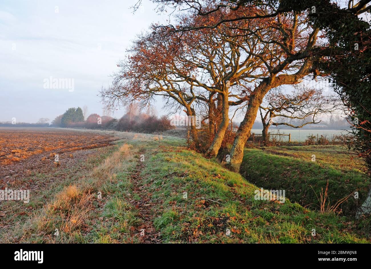 Alba. Inizio dicembre. Sentiero. Alberi di quercia. Quercus robur. Pianura costiera. Fosso di drenaggio. Foto Stock