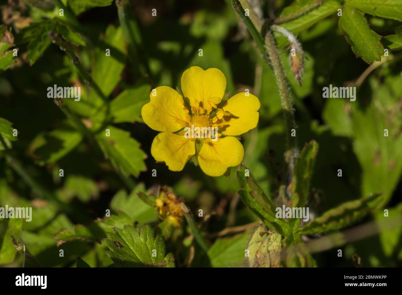 Potentilla reptans, Cinefroil Fiore strisciante Foto Stock