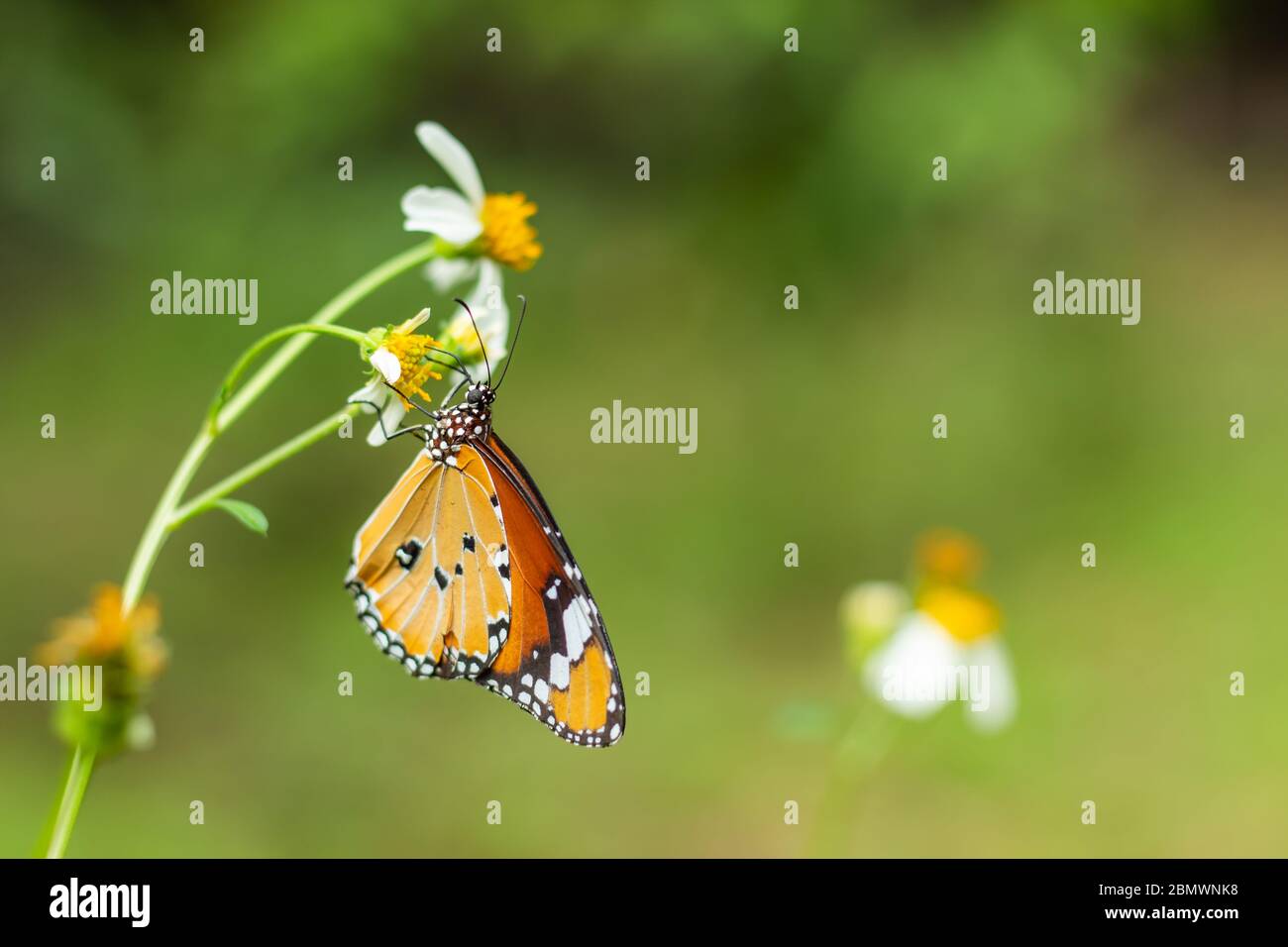 La farfalla su fiori Bidens pilosa in giardino. Foto Stock