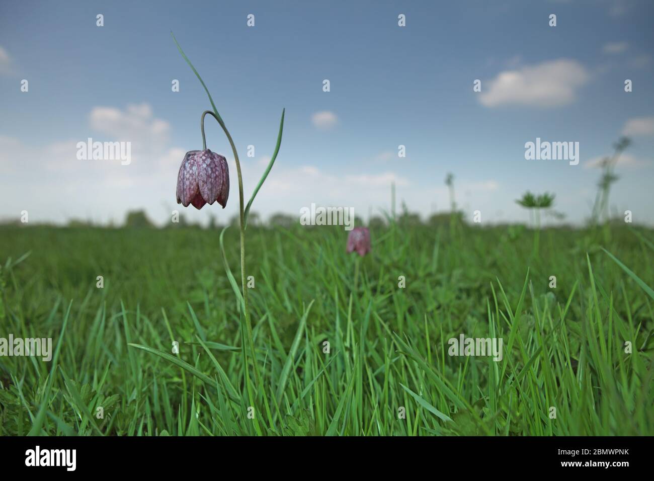 Testa di serpente fritillary Flower Foto Stock