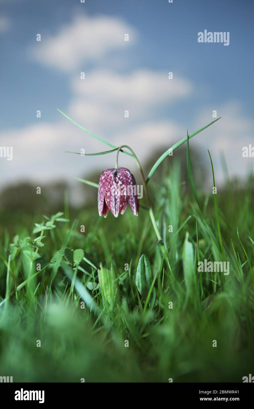 Testa di serpente fritillary Flower Foto Stock