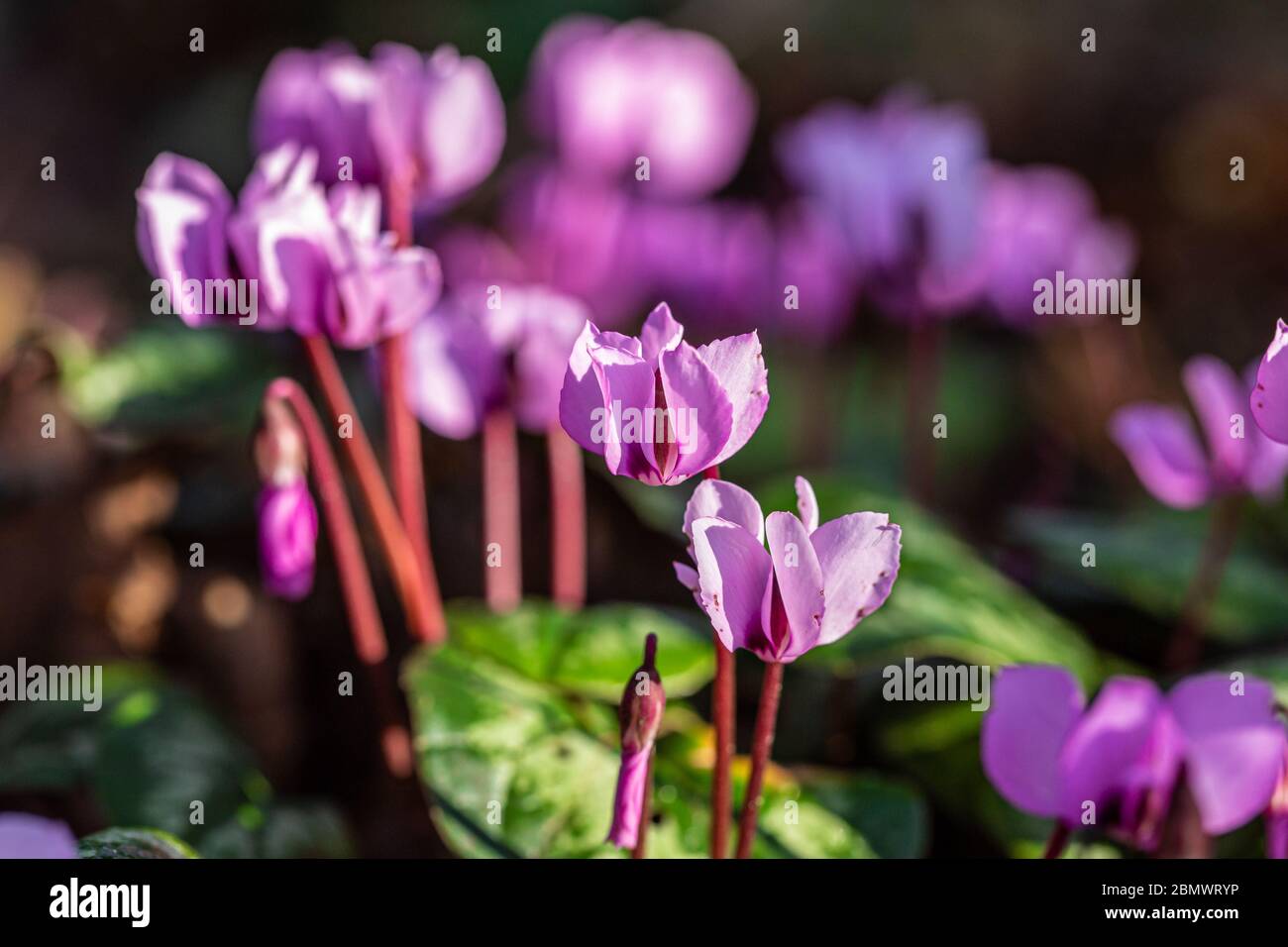 Fotografia a colori dei fiori di ciclamino rosa che fioriscono sul pavimento del bosco Foto Stock