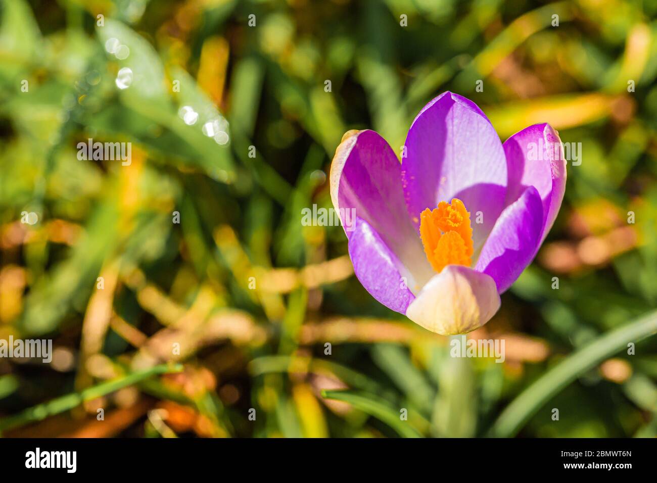 Macro fotografia di un singolo fiore di Crocus in fiore Foto Stock
