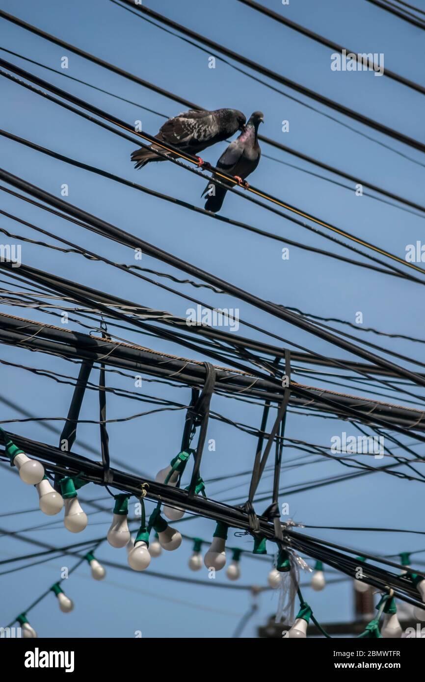 Piccioni su cavi sospesi, Thailandia Foto Stock