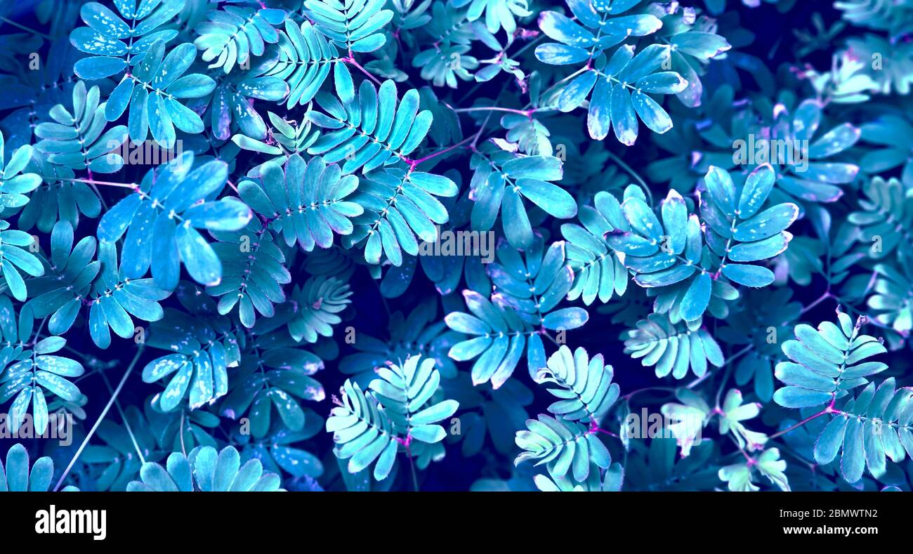 Texture foglie naturali. Natura sfondo di foglie fresche nei colori blu e viola. Umore notturno. Foto Stock