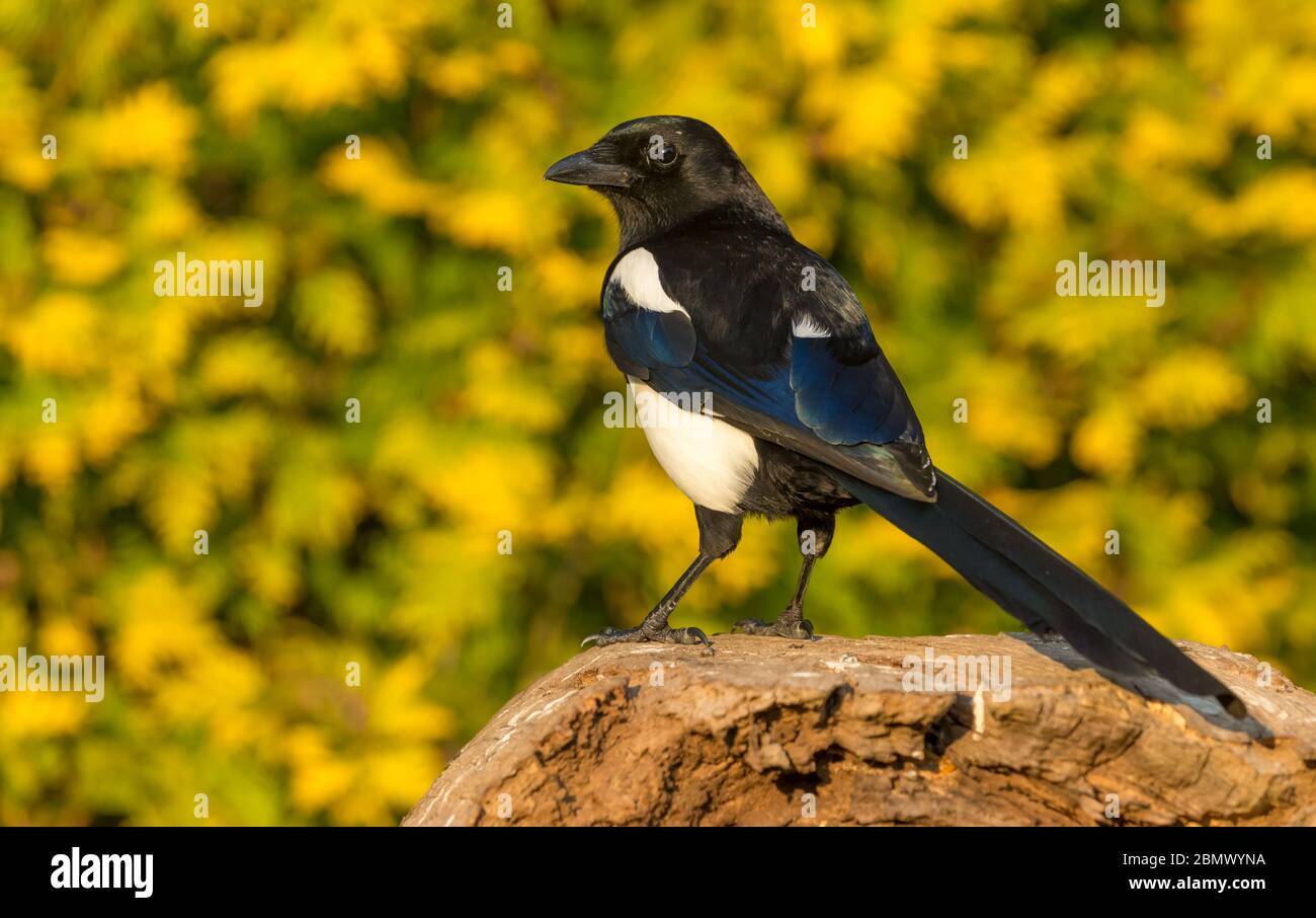 Magpie, (nome scientifico: Pica Pica) Alert, adulto Magpie alla ricerca di cibo, arroccato su un tronco caduto in Springtime. Rivolto a sinistra. Primo piano. Foto Stock
