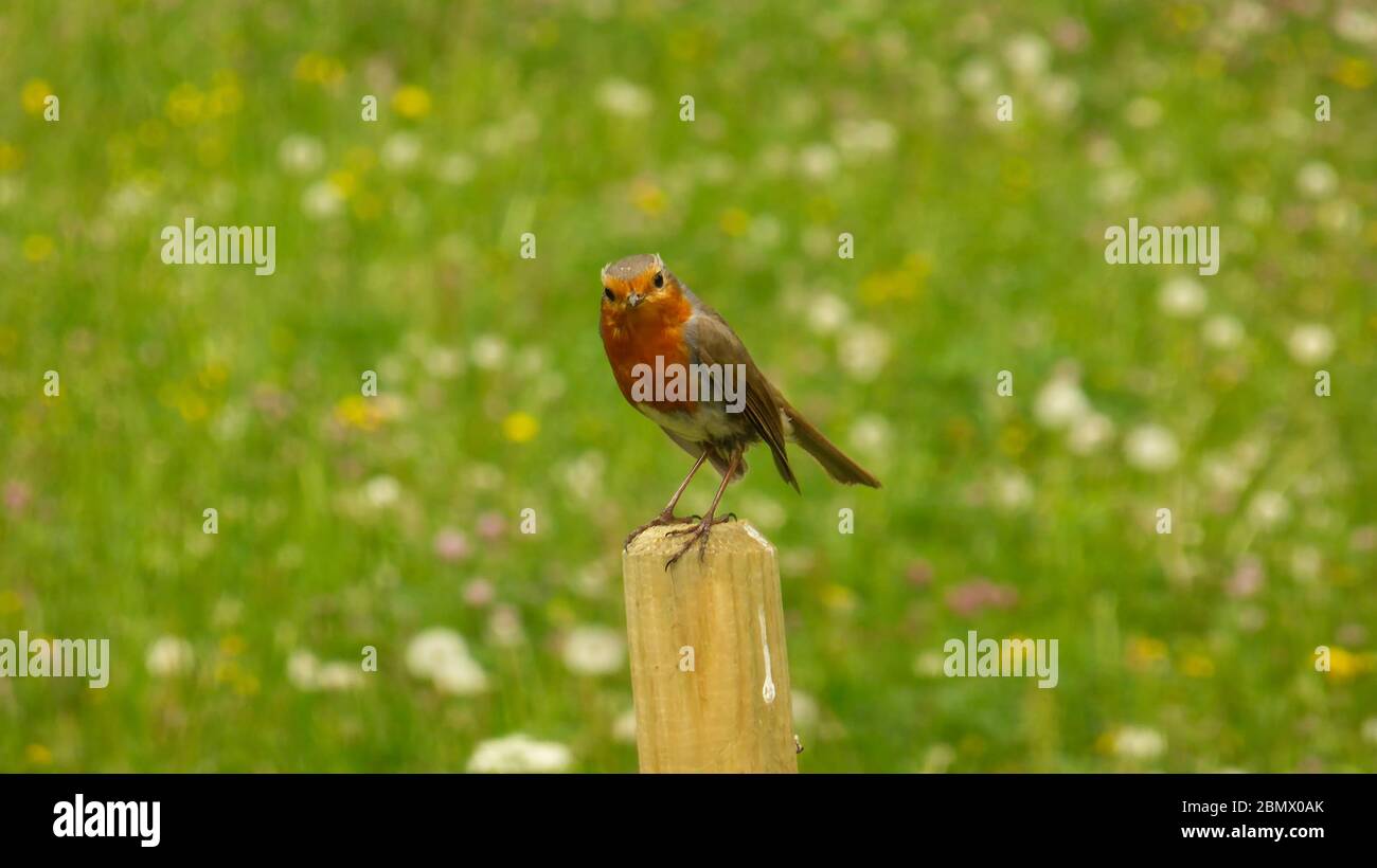 In primavera, in Germania, il ladino europeo si siede su un palo Foto Stock