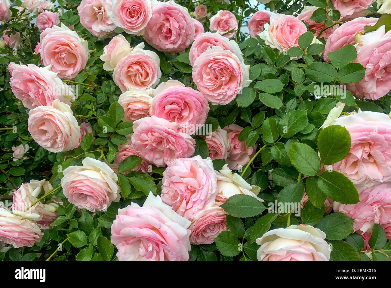 lussureggiante cespuglio con splendidi fiori rosa, primo piano Foto Stock