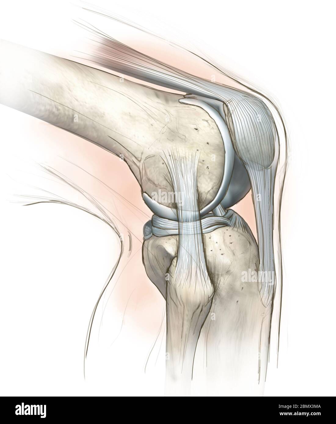 Illustrazione del disegno manuale che mostra l'articolazione del ginocchio umano con femore, cartilagine articolare, menisco, legamento collaterale mediale, cartilagine articolare, rotula Foto Stock