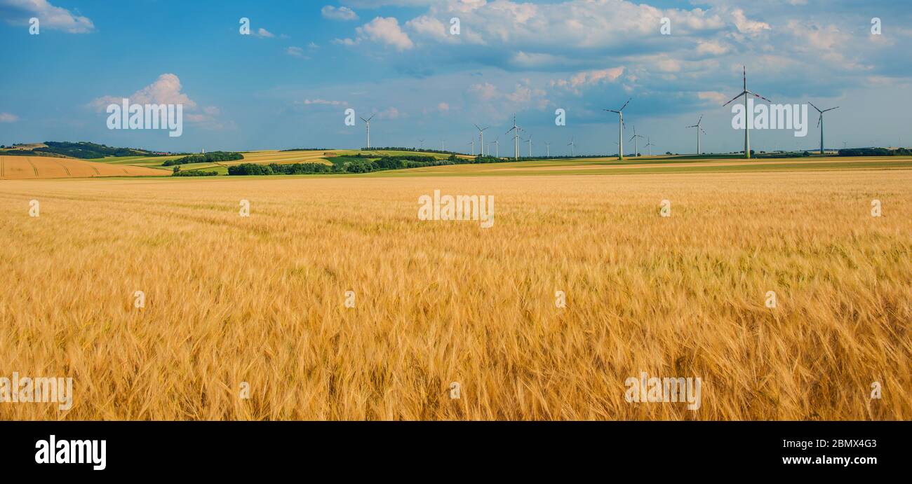 Vista panoramica del campo di grano d'oro con Wind Mills sullo sfondo. Foto Stock
