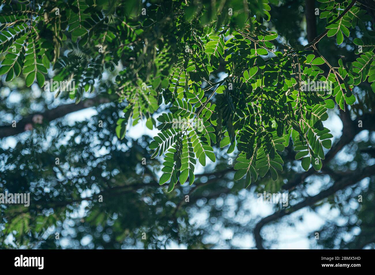Foglie verdi fresche con luce solare sotto la foresta verde di alberi sfocati Foto Stock