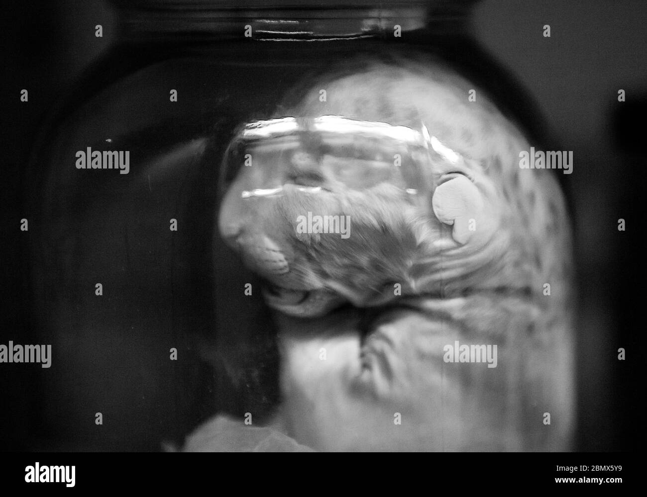 Un leopardo fetale conservato si trova in un vasetto di liquido in una collezione museo Foto Stock