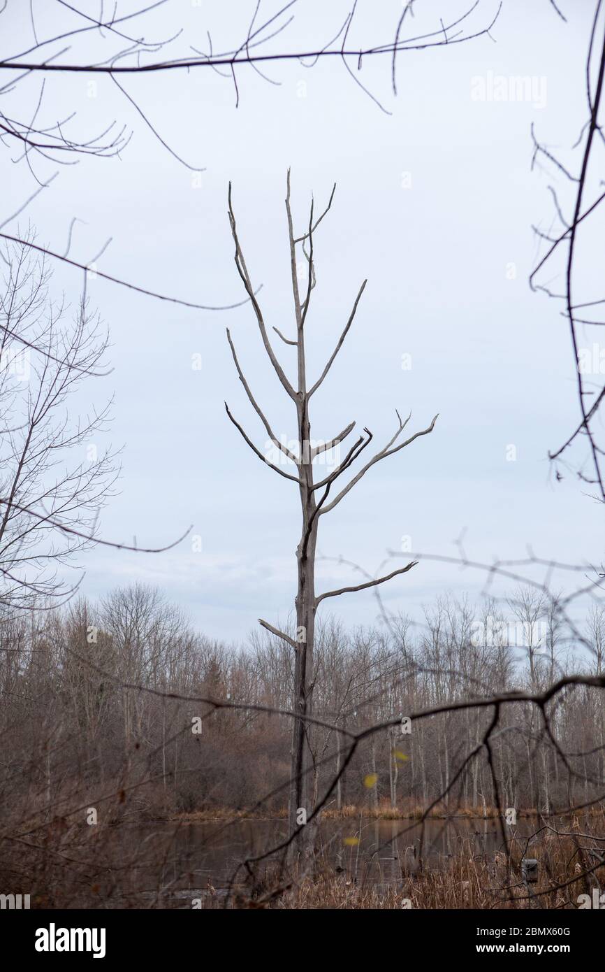 Un albero morto, o snag, è incorniciato da altri rami senza foglie in una palude a Ithaca, New York, Stati Uniti Foto Stock