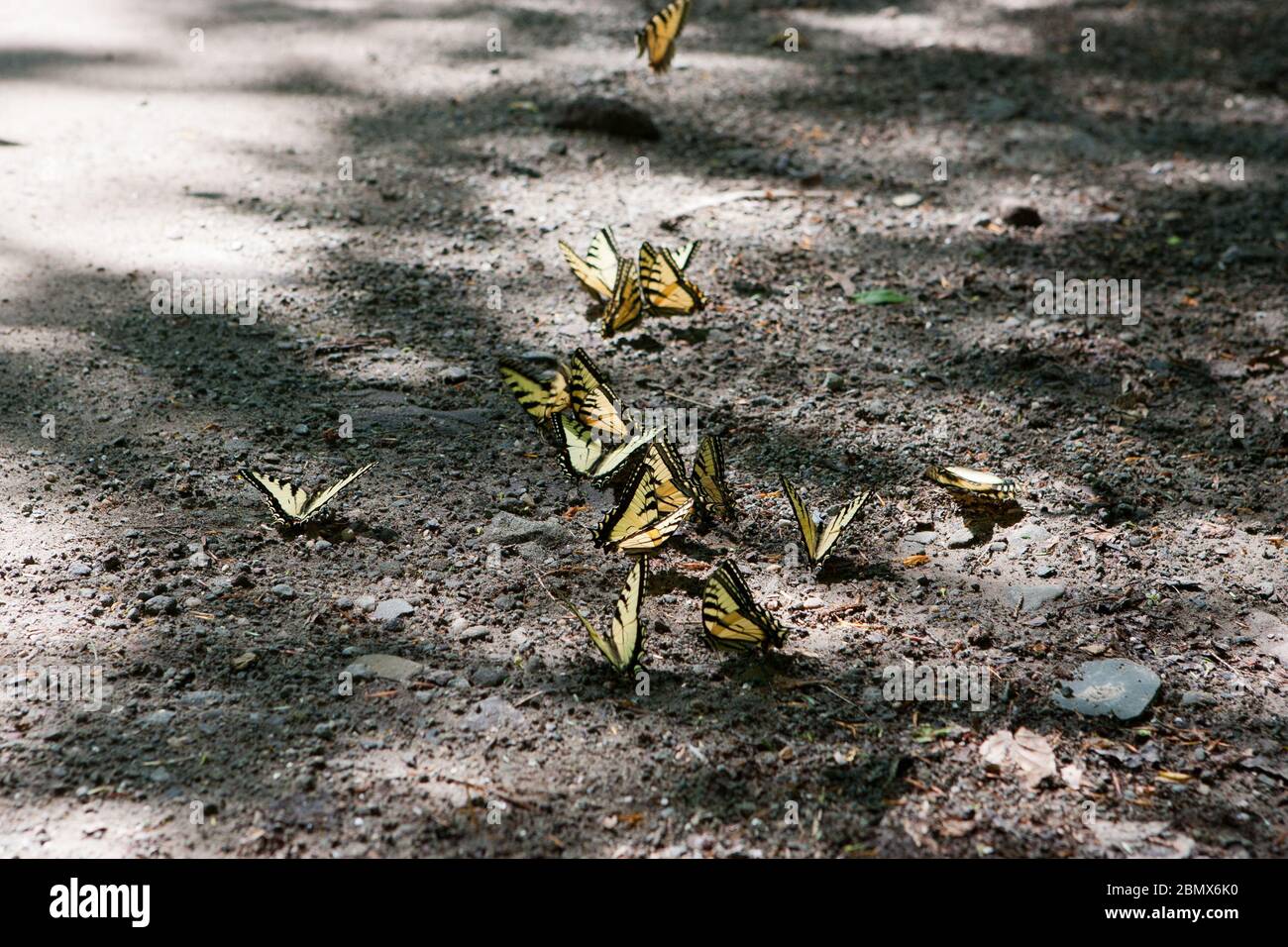 Diverse farfalle a coda di rondine della tigre orientale (Papilio glaucus) si riuniscono in luce del sole oscura sul lato di una strada sterrata nel Catskills, NY, USA Foto Stock
