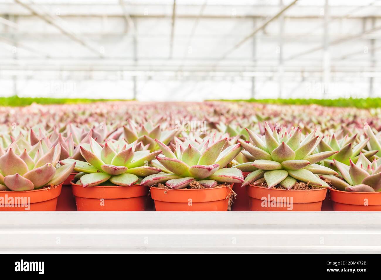 Crescita professionale di piante di cactus di echeveria in una serra olandese Foto Stock Crescita professionale di piante di cactus di echeveria in una serra olandese Foto Stock