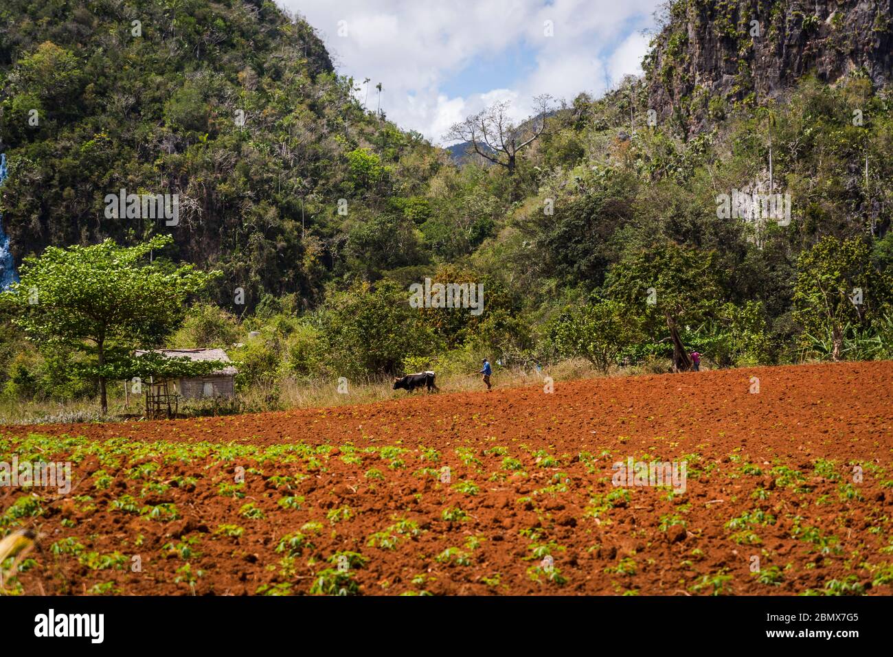 Casa colonica e contadino che lavora su terreni agricoli utilizzando il metodo tradizionale aratura con buoi, Val di Vinales, Cuba Foto Stock