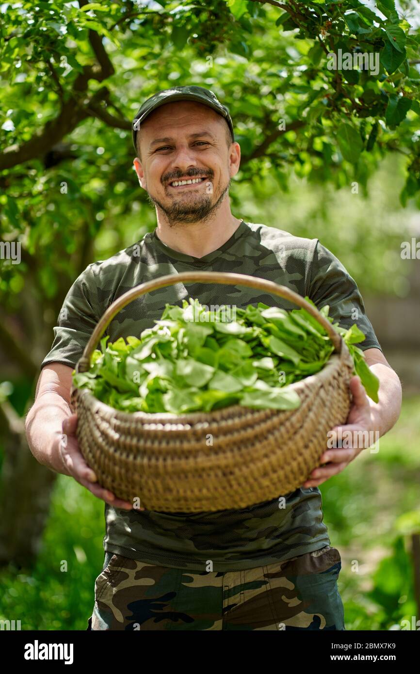 Felice agricoltore che trasporta un cesto di orache (spinaci francesi) attraverso gli alberi di mele nel giardino Foto Stock