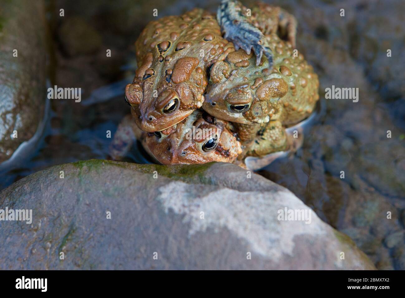 Due toads americani maschi (Bufo americanus) lottano per la posizione sul dorso di una femmina che sta rilasciando le uova in un fiume a Catskills, New York Foto Stock