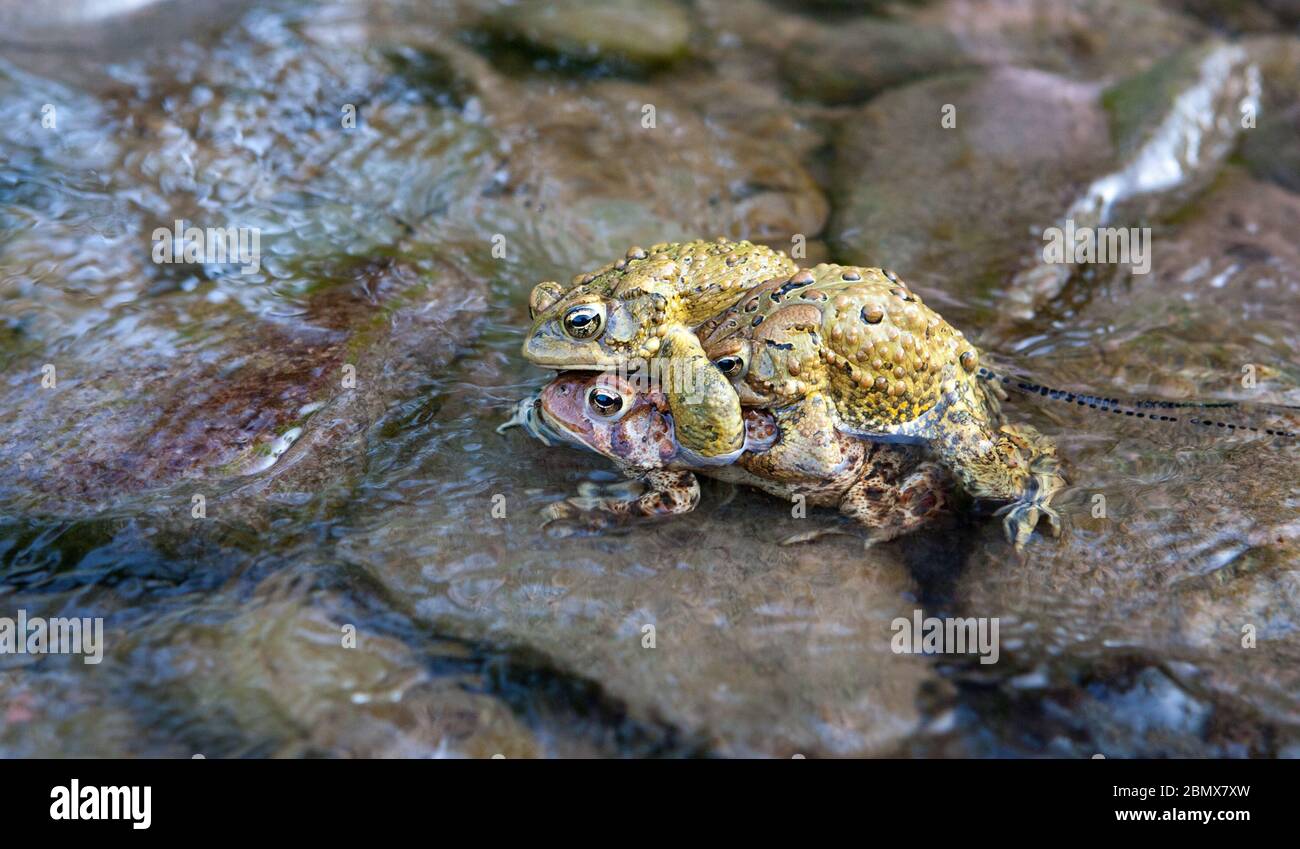 Due toads americani maschi (Bufo americanus) lottano per la posizione sul dorso di una femmina che sta rilasciando le uova in un fiume a Catskills, New York Foto Stock