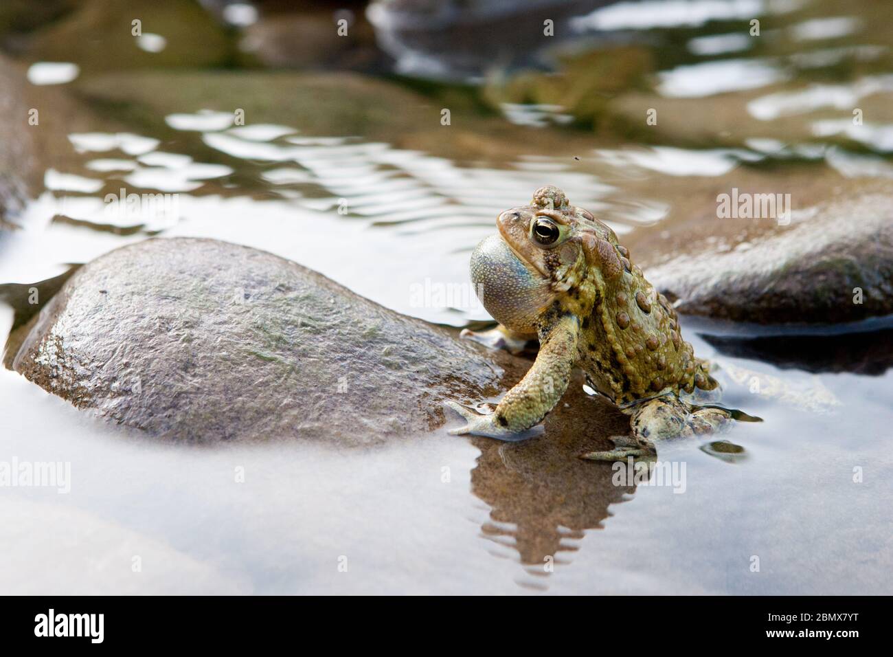 Un toad americano maschio (Bufo americanus) chiede una femmina con un sacchetto disteso della gola o un sacco vocale in un fiume nella regione Catskills di New York Foto Stock
