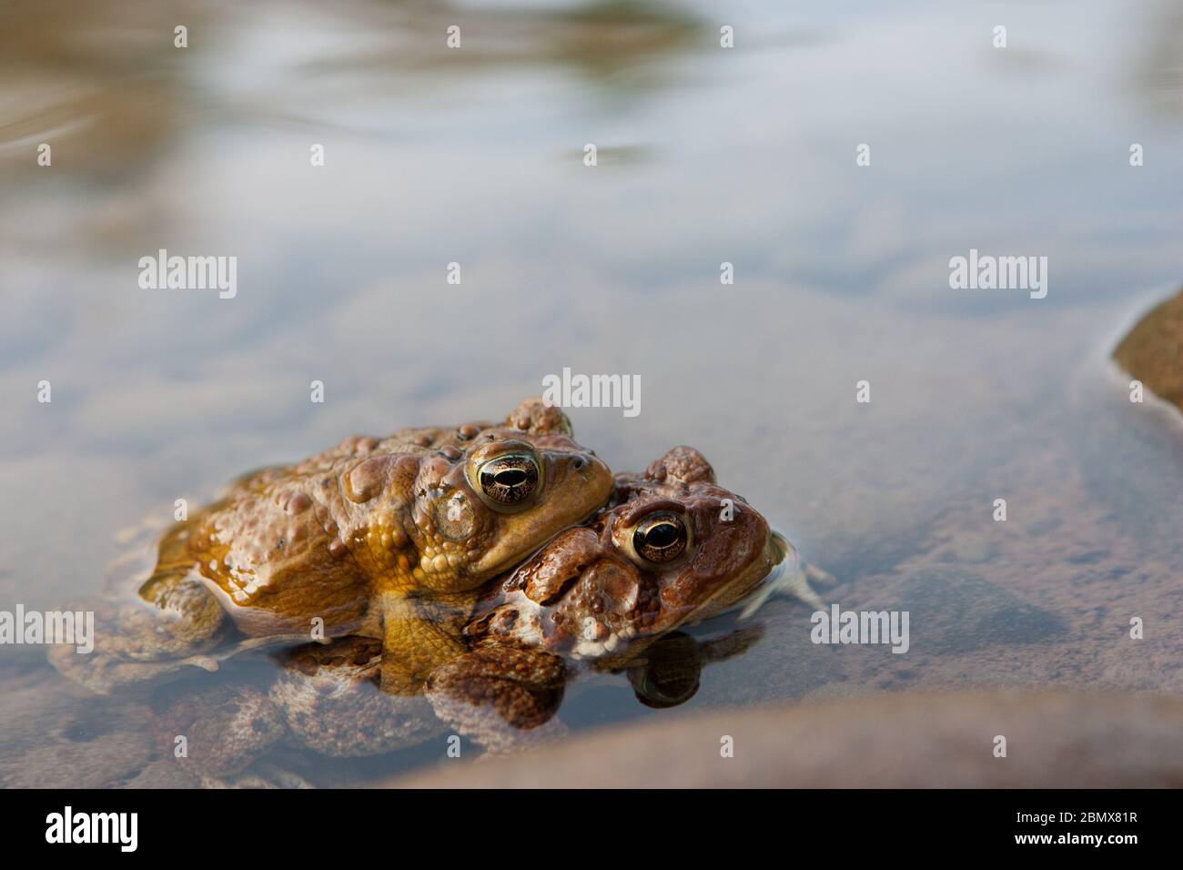 Un piede americano maschio (Bufo americanus) si aggrappava alla schiena di un piede femminile in amplexus in un fiume nella regione Catskills di New York, USA Foto Stock