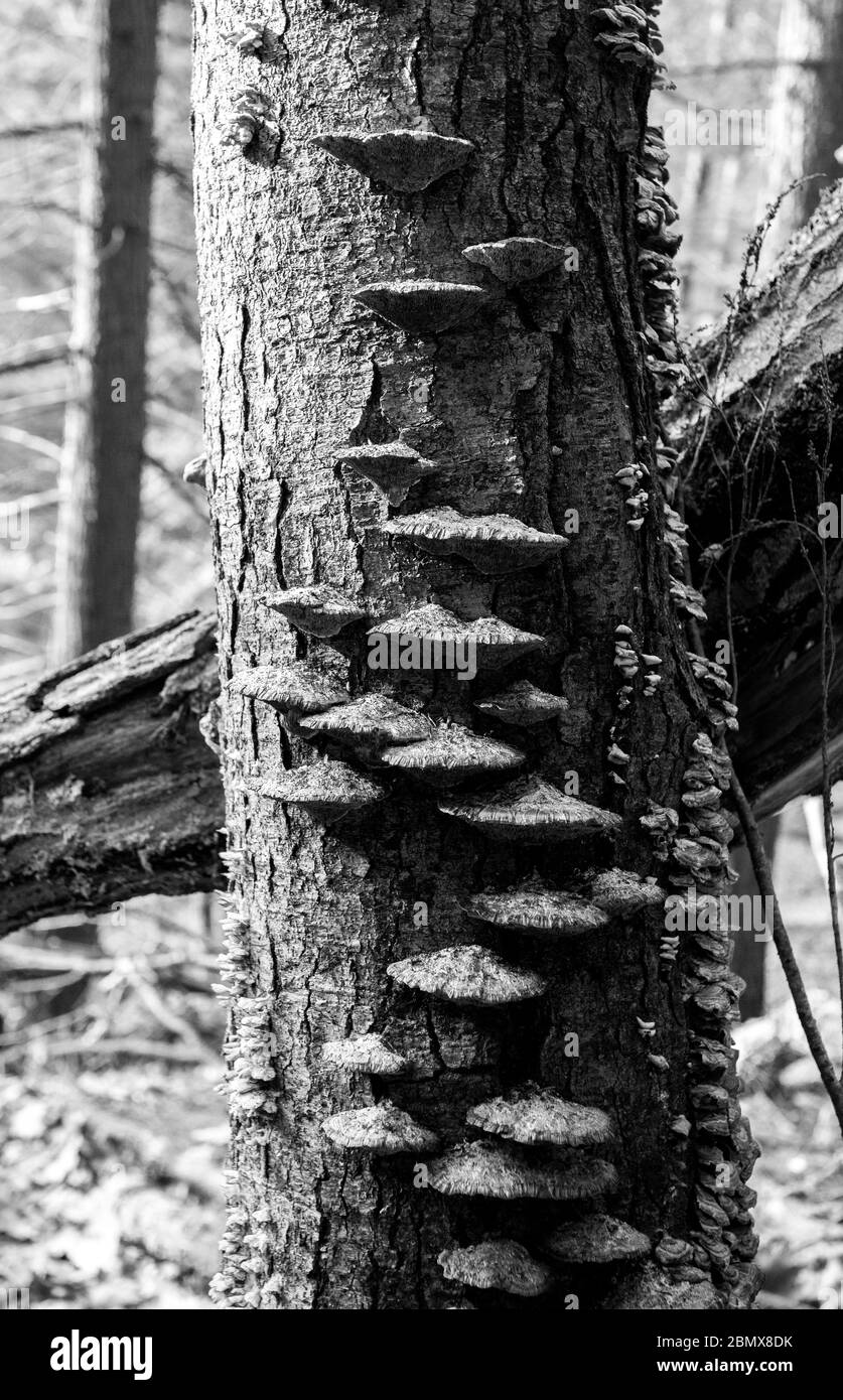 Il fungo dello hoof (Fomes fomentarius) cresce su un tronco di albero nella Foresta di Stato di Danda nella parte settentrionale dello stato di New York, Stati Uniti Foto Stock