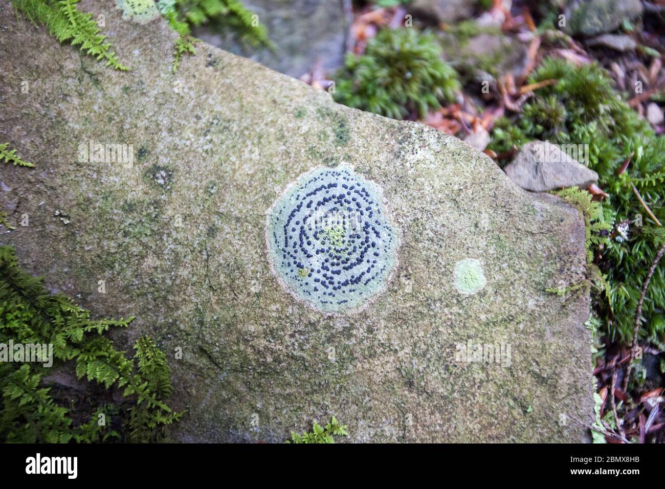 Un lichen di masso concentrico rotondo (Porpidia crustulata) cresce su una roccia circondata da muschi e felci sul pavimento della Foresta di Stato di Danby, Ithaca, NY Foto Stock