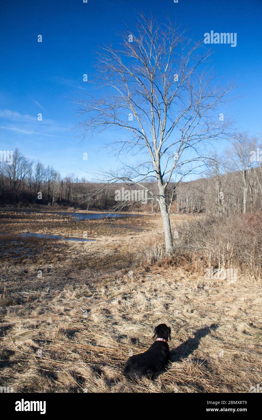 Un cane nero si siede all'attenzione, fissando un albero senza foglie e una palude con bassi livelli d'acqua nella Riserva della biodiversità Lindsay-Parsons Foto Stock