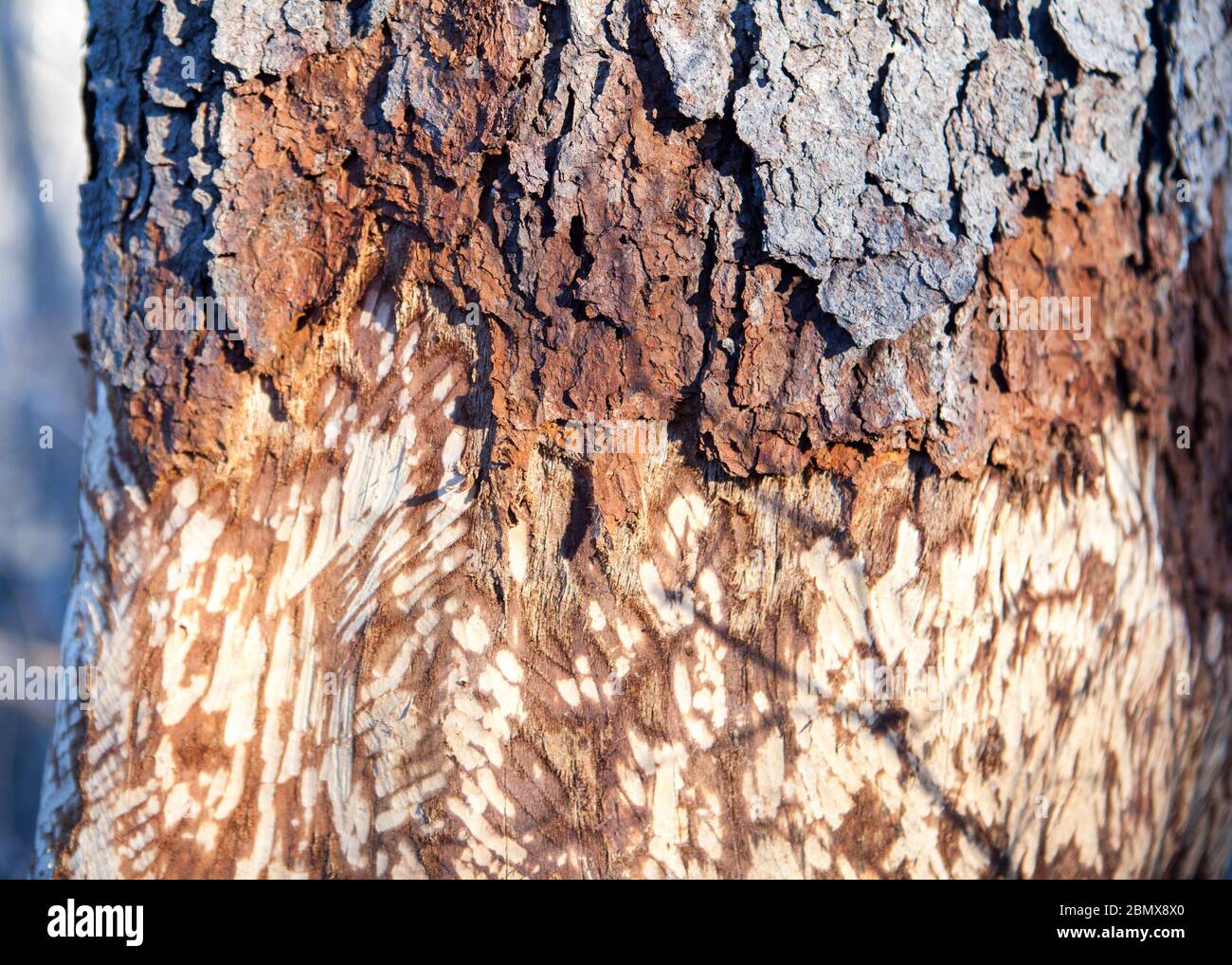 I denti di Beaver marcatano sulla corteccia di un albero nella parte settentrionale dello stato di New York, Lindsay-Parsons Biodiversity Preserve, West Danby, NY, USA Foto Stock