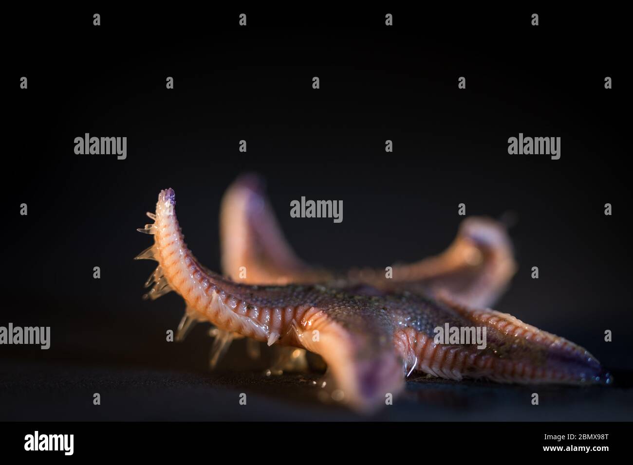 Astropecten arancio trim mare stella, Astropecten irregolarità, è una delle molte specie trovato sul mare al largo della costa del Sudafrica. Foto Stock