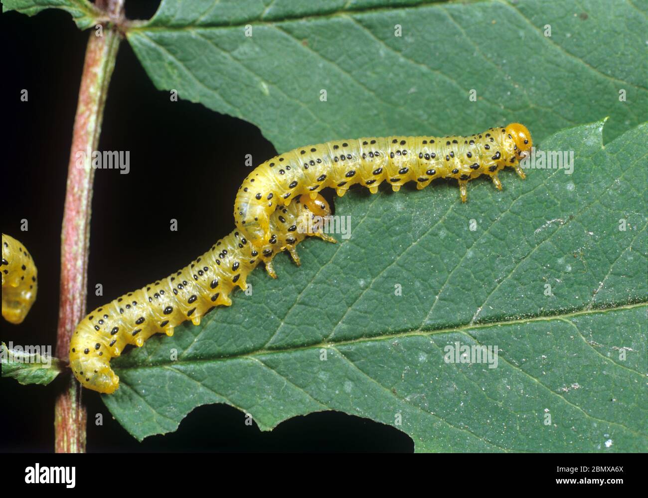 Larva di cenere di montagna (Pristiphora geniculata) larve che si nutrono di foglie danneggiate di rowan (Sorbus aucuparia) Foto Stock