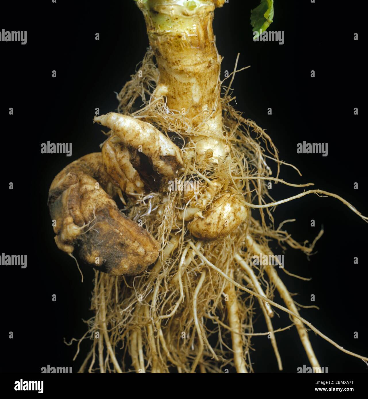 Clubroot (Plasmodiophora brassica) malato torso, malformato e distorta radice su una pianta di cavolo Foto Stock