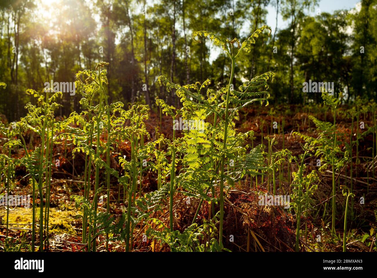 Nuovi tiri di felce che emergono verde contro il vecchio arancione morente felce con sole fioca retroilluminazione le foglie. Foto Stock
