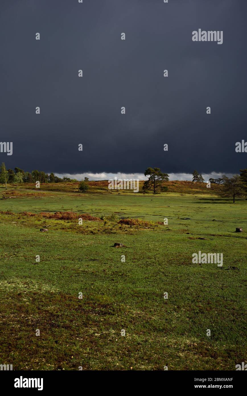 Il tempo del Regno Unito, le nuvole di tempesta molto scure si avvicinano sopra la brughiera Inghilterra della New Forest causando un contrasto spettacolare di buio e luce. Foto Stock