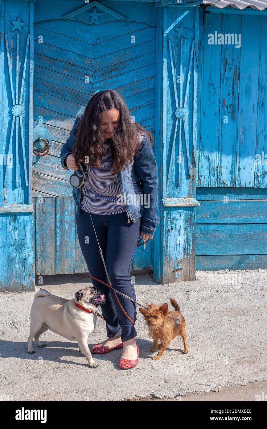 Cani Pug e Yorkshire Terrier aggrovigliato le gambe della ragazza. Vecchio recinto di legno blu con stelle sovietiche sullo sfondo. Verticale. Foto Stock