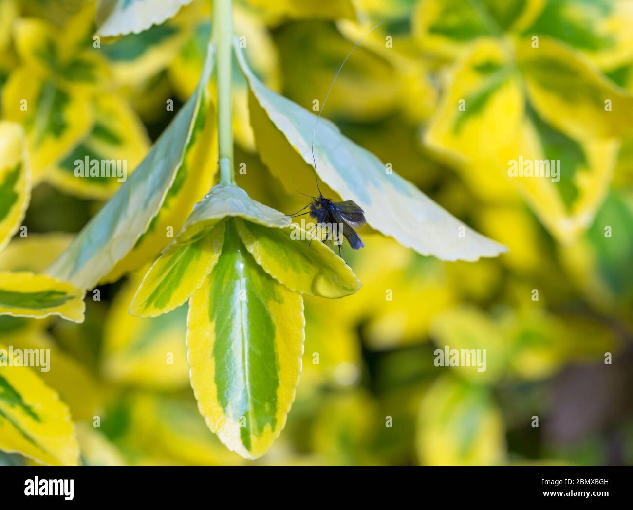 Maschio Adela Reaumurella micro moth, verde longhorn moth, con antenne molto lunghe a riposo in pianta in giardino a Bournemouth, Dorset UK nel mese di maggio Foto Stock