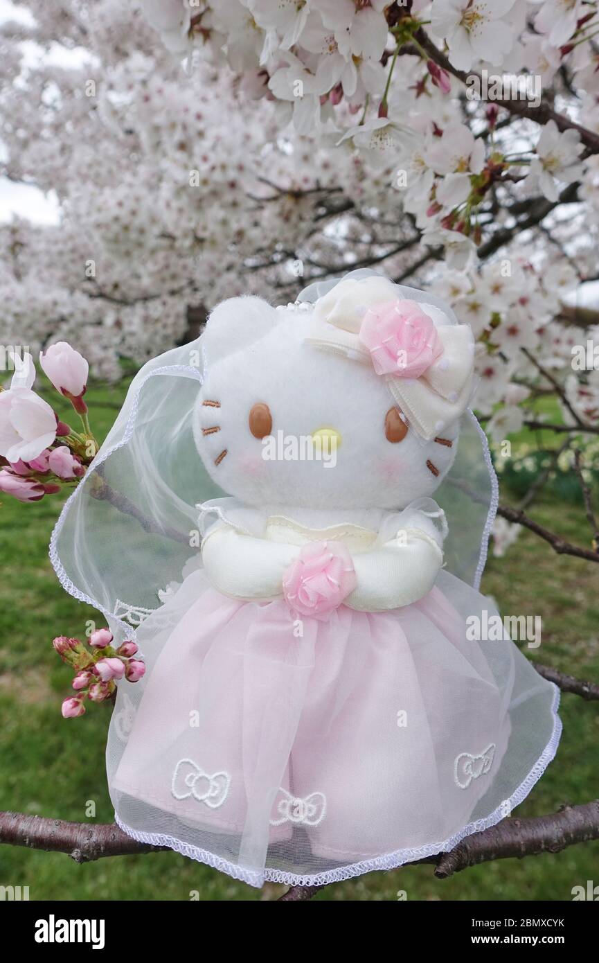 WASHINGTON, DC -21 MAR 2020- Vista di un Ciao Kitty sposa e sposo peluche giocattoli in fiore ciliegi a Washington, DC. Foto Stock