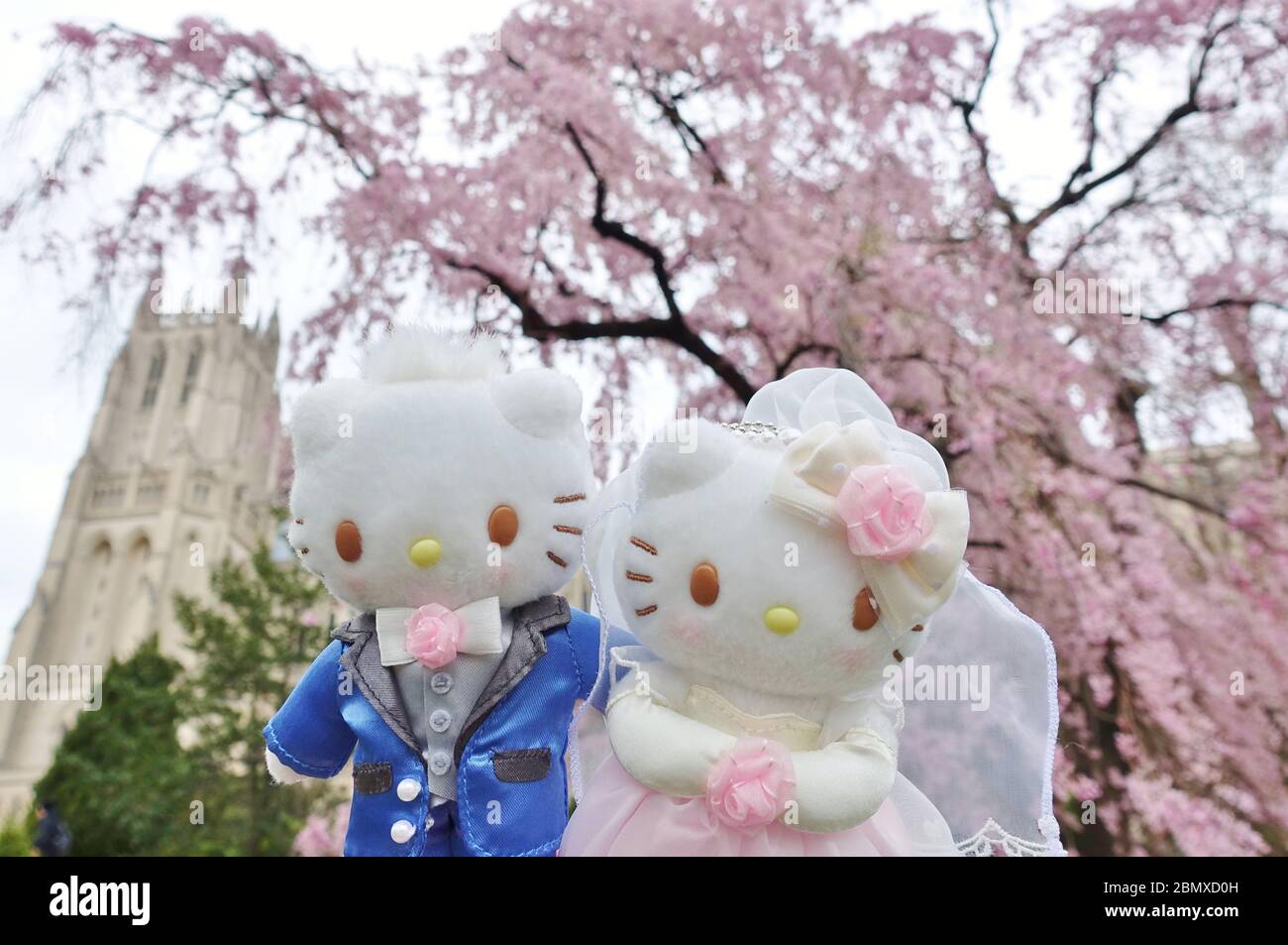 WASHINGTON, DC -21 MAR 2020- Vista di un Ciao Kitty sposa e sposo peluche giocattoli in fiore ciliegi a Washington, DC. Foto Stock