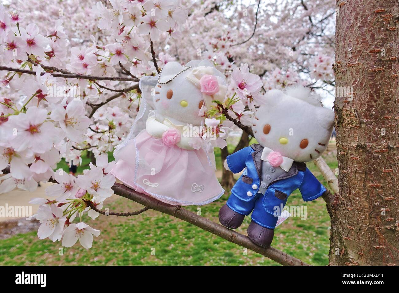 WASHINGTON, DC -21 MAR 2020- Vista di un Ciao Kitty sposa e sposo peluche giocattoli in fiore ciliegi a Washington, DC. Foto Stock