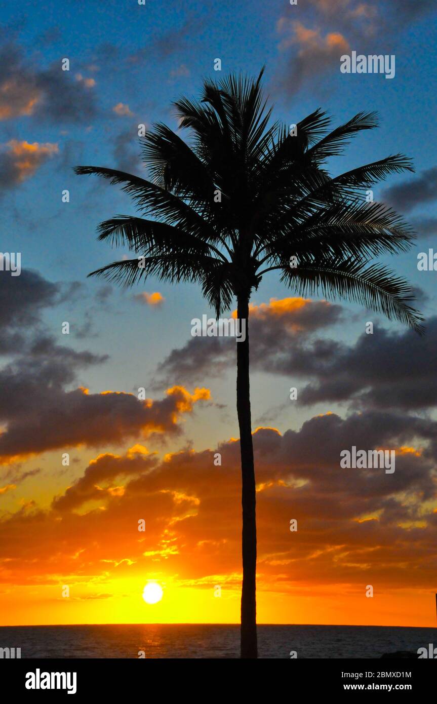 Un albero di palme tropicali è silhouette contro una bella alba con nuvole illuminate Foto Stock