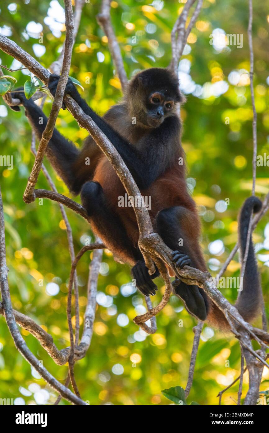 Una scimmia ragno che guarda da un albero, Costa Rica Foto Stock