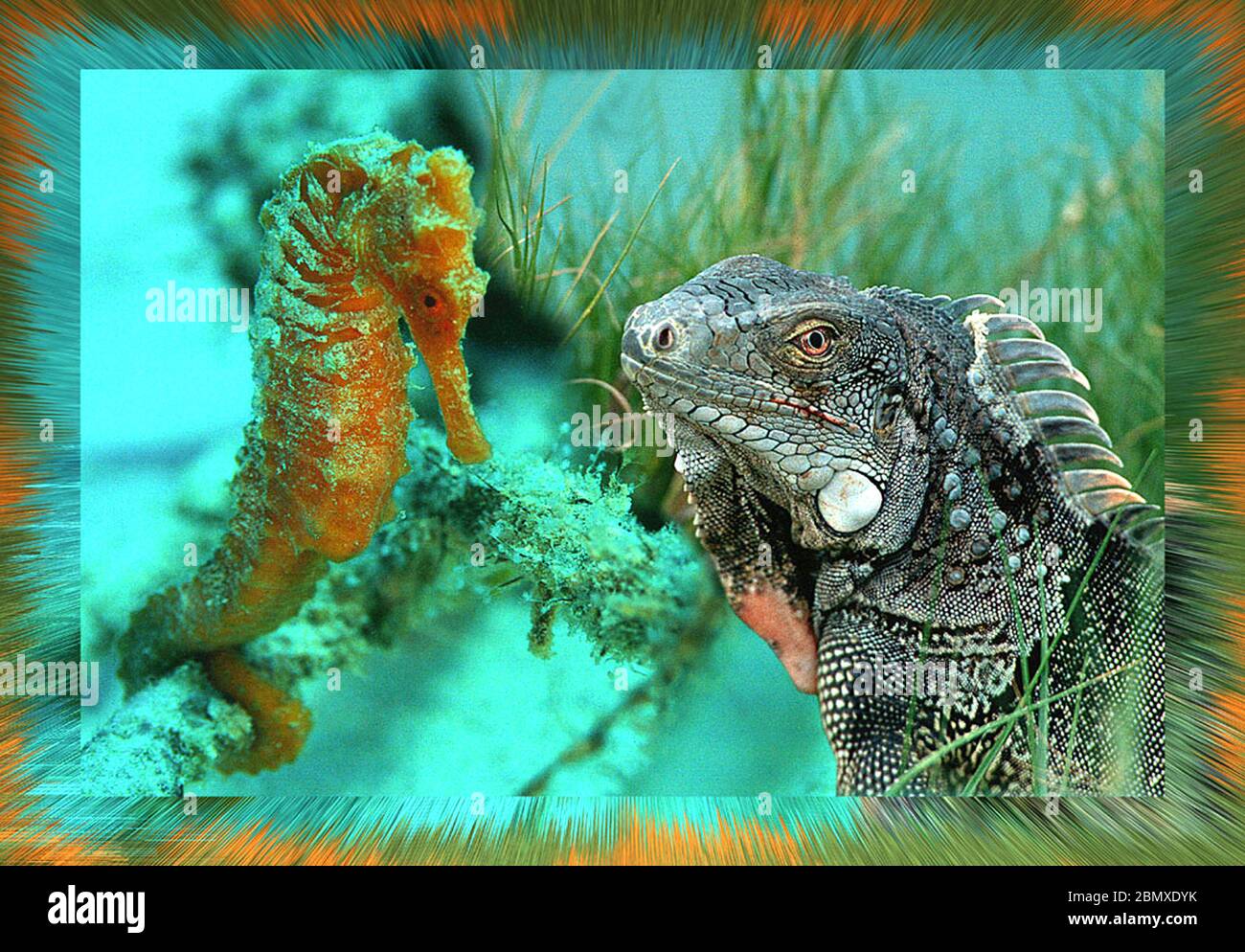 Arte di due foto, terra e sott'acqua, stratificati insieme insoliti, eye-catcher, collage. Foto Stock