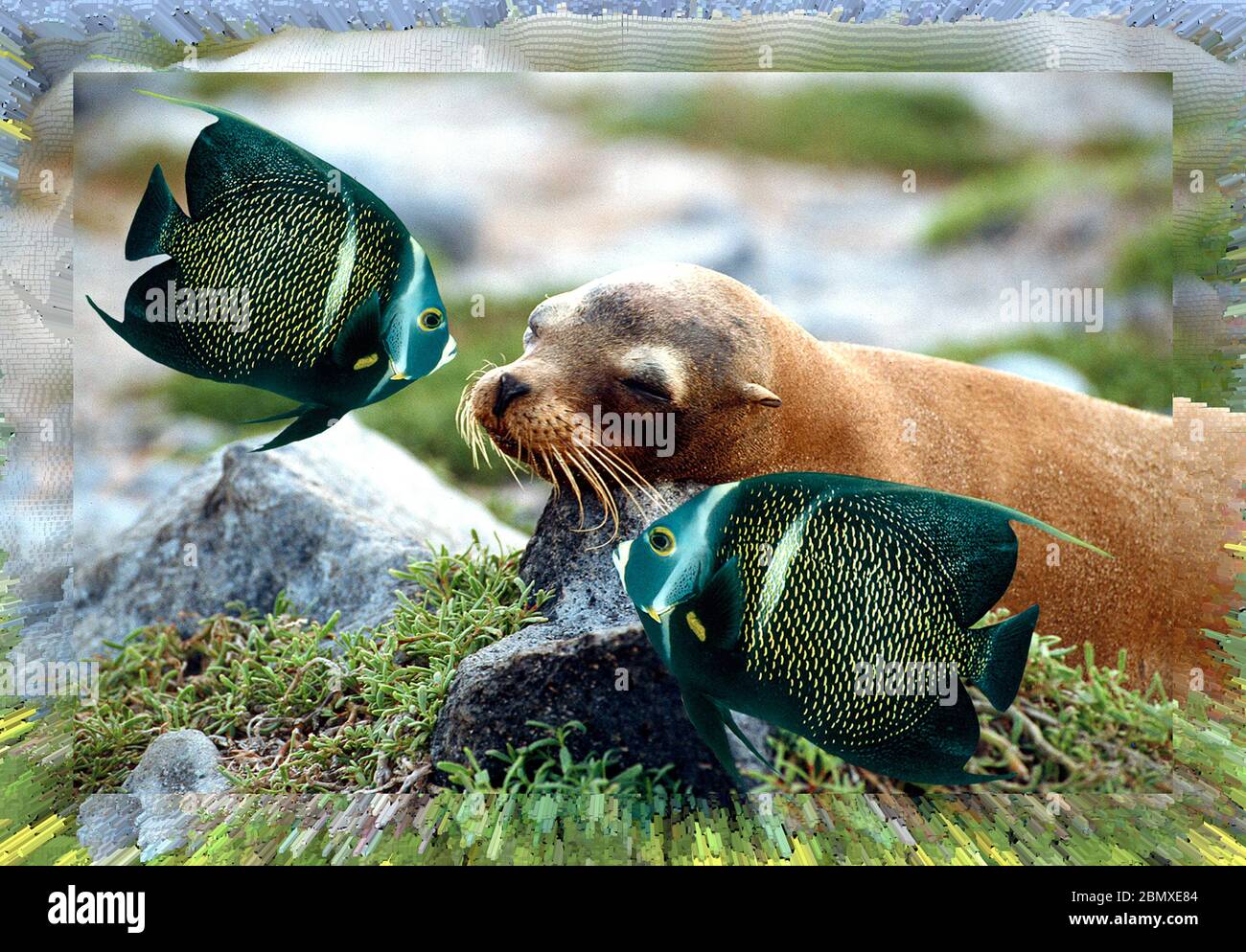 Arte di due foto, terra e sott'acqua, stratificati insieme insoliti, eye-catcher, collage. Foto Stock