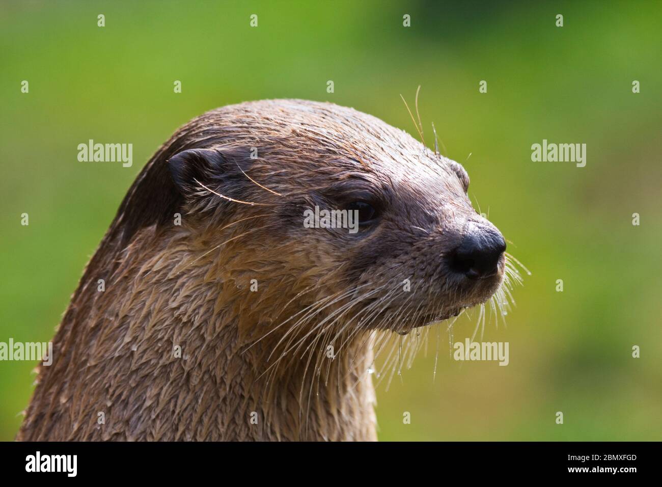 European Otter (lutra lutra) ha girato il Regno Unito Foto Stock