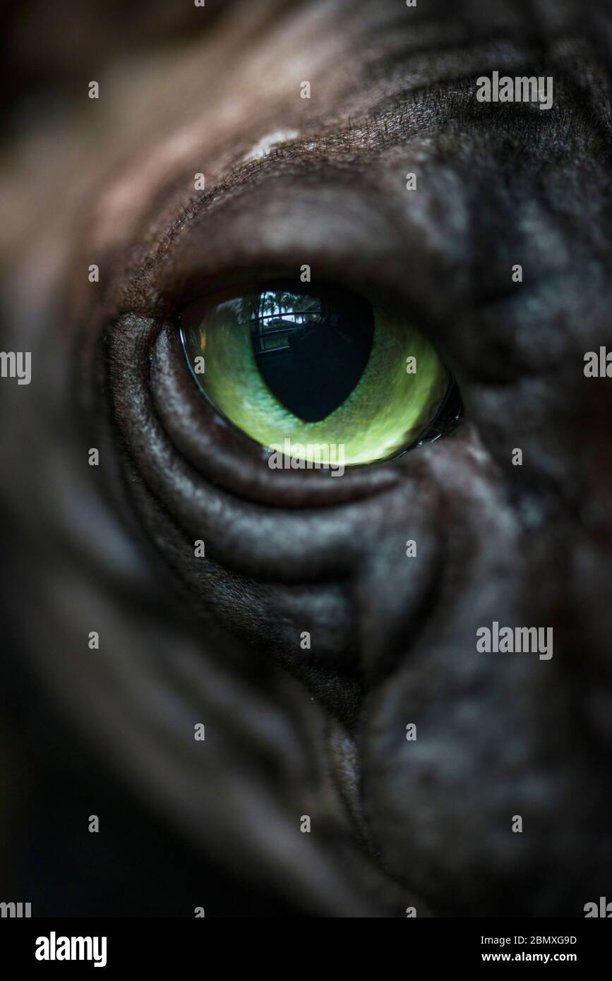 Occhio di gatto Sphynx bianco e nero senza peli Foto Stock