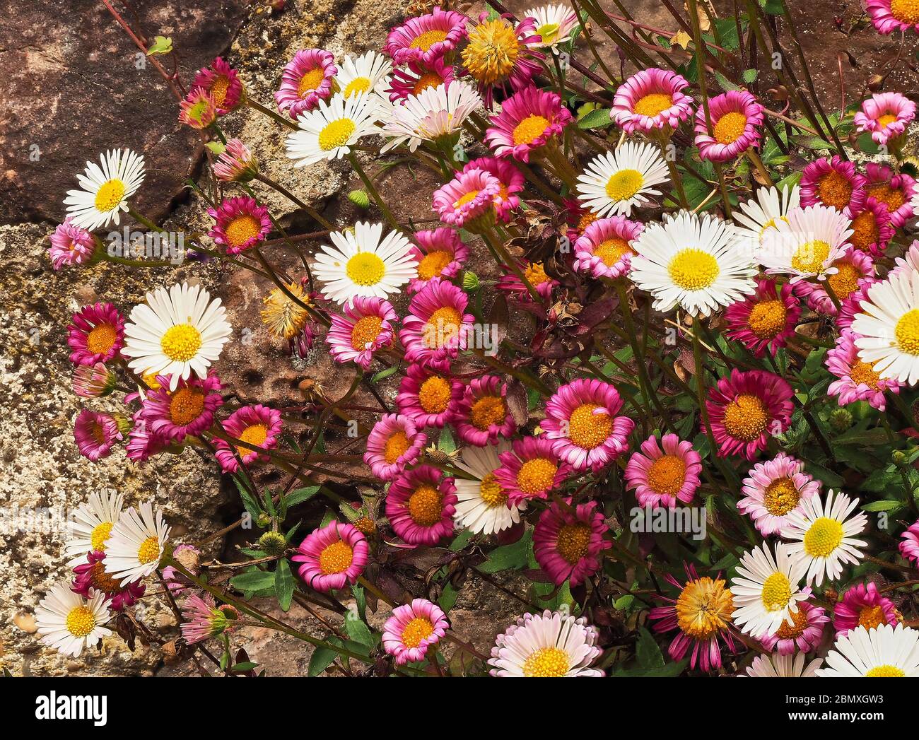 Il fleabane messicano Erigeron karvinskianus fiorente in crepe in un muro di giardino nel Somerset UK Foto Stock