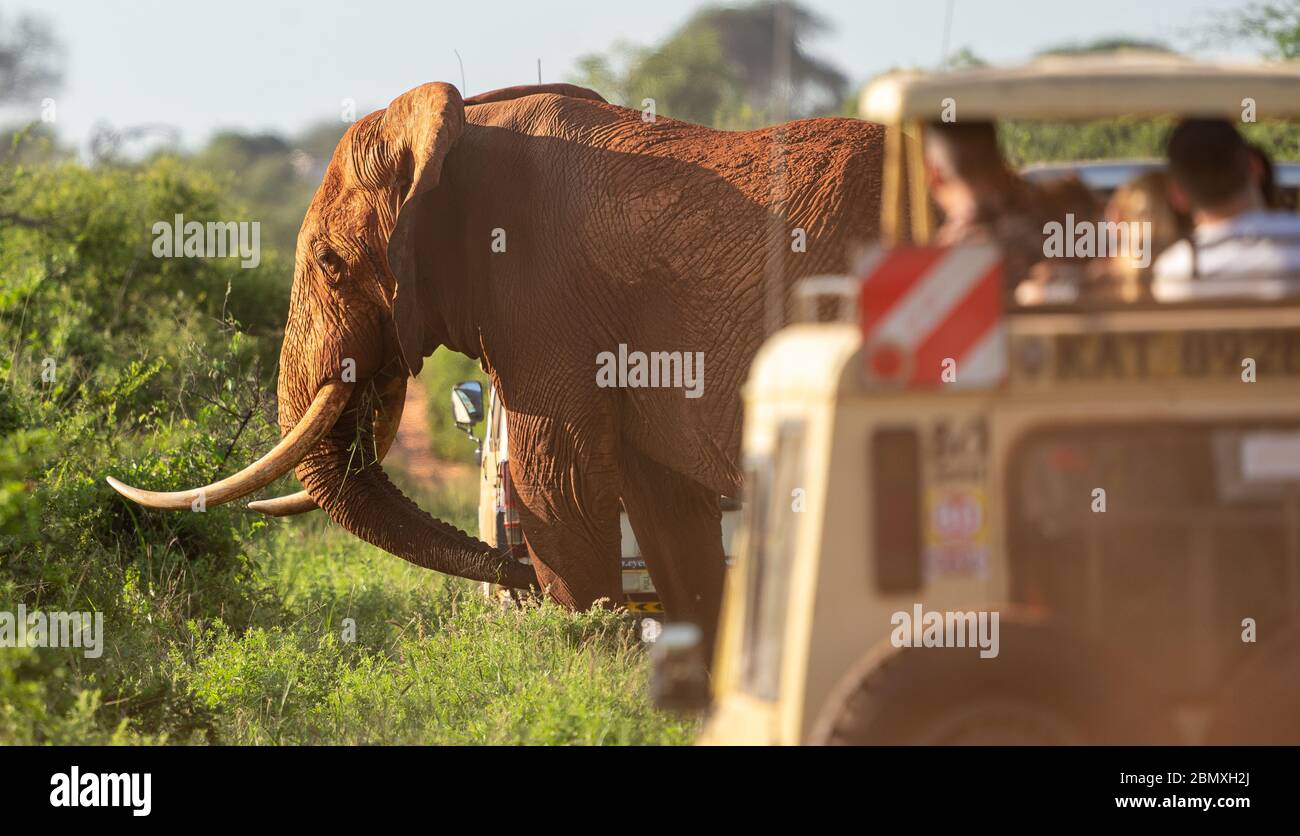Vecchio e uno dei pochi elefanti africani tusker rimasti nel mondo affollati da veicoli safari nel Parco Nazionale di Tsavo nel Kenya meridionale Foto Stock