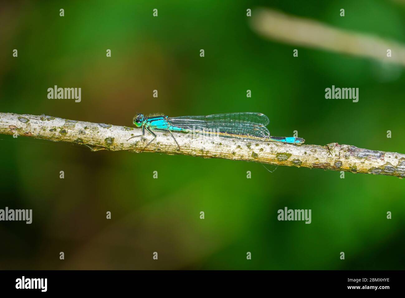 La macro fotografia di libellula in erba e piccolo albero con sfondo verde. Foto Stock