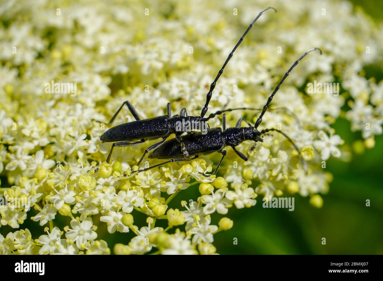 (Cerambix cerdo)-primo piano vicino a un insetto nero che poggia su un fiore al sole nel suo habitat naturale. Foto Stock